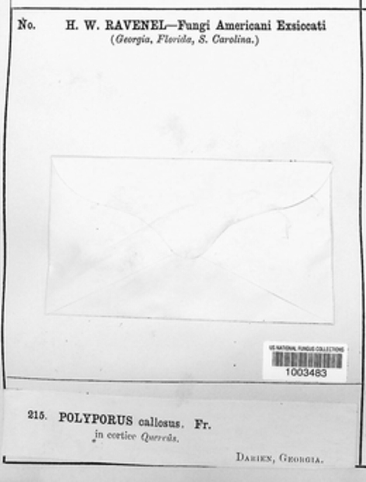 Neoantrodia serialis image